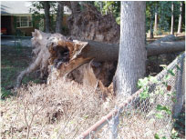 [ Trees knocked down by tornado spawned by Ivan ]