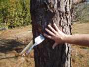 [ Tree impaled by metal debris. ]