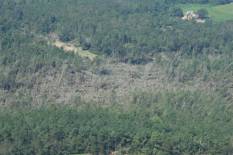 [ Tornado swath through trees in Carroll Co. (Carroll County EMA photo.) ]