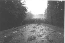 tree down on road and power lines