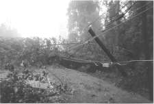 colse-up of tree down on power lines and across road