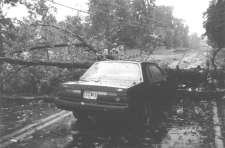 tree fell on car