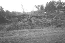 stand of trees no longer standing