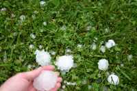 [ Collection of hailstones from the lawn. ]