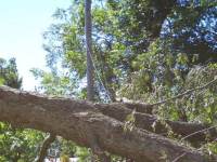 [ tree on power line ]