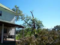 [ trees down in yard ]