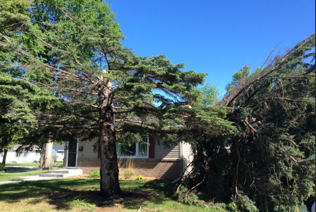 Trees Snapped