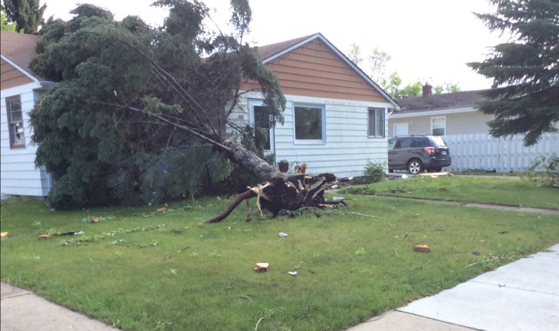 Tree Uprooted