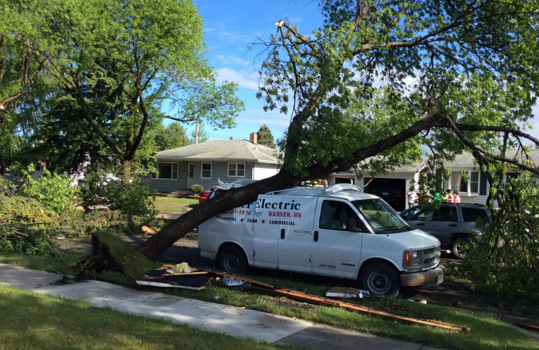 Trees Uprooted