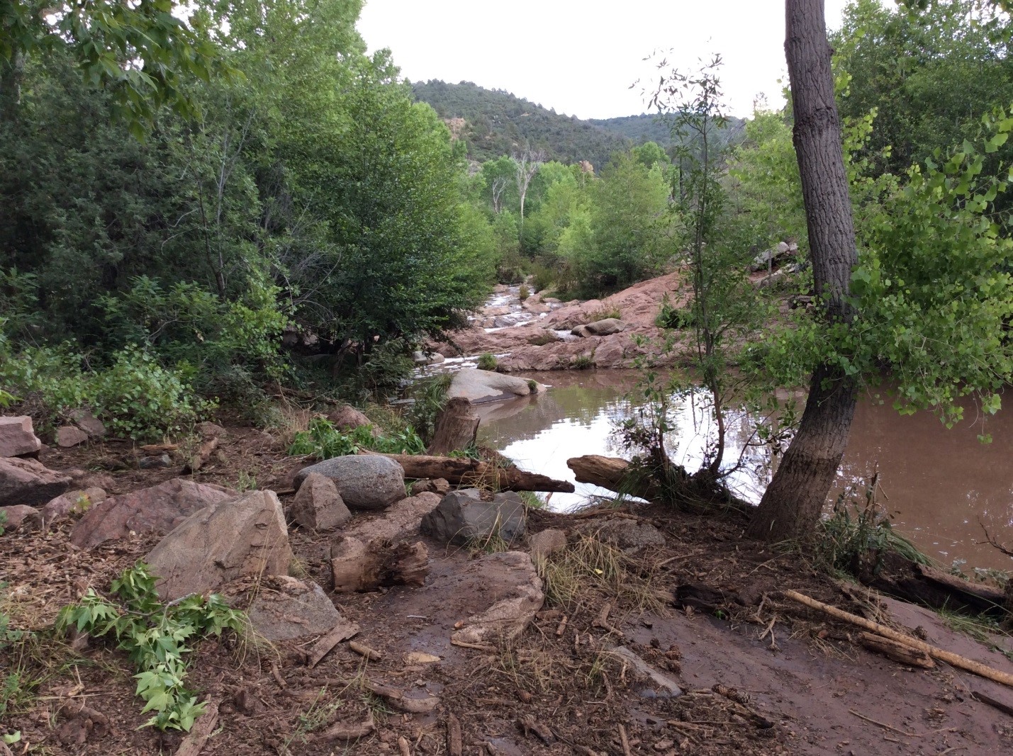 East Verde River at Water Wheel Day Use Area. More substantial debris was noted along the banks than at First Crossing. High water mark on trees was probably more like 4-4.5 feet.