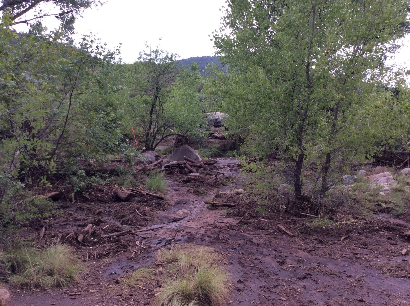Bank of East Verde River, approximately 200 yards upstream from parking lot at Water Wheel Day Use Area.  Note substantial debris.