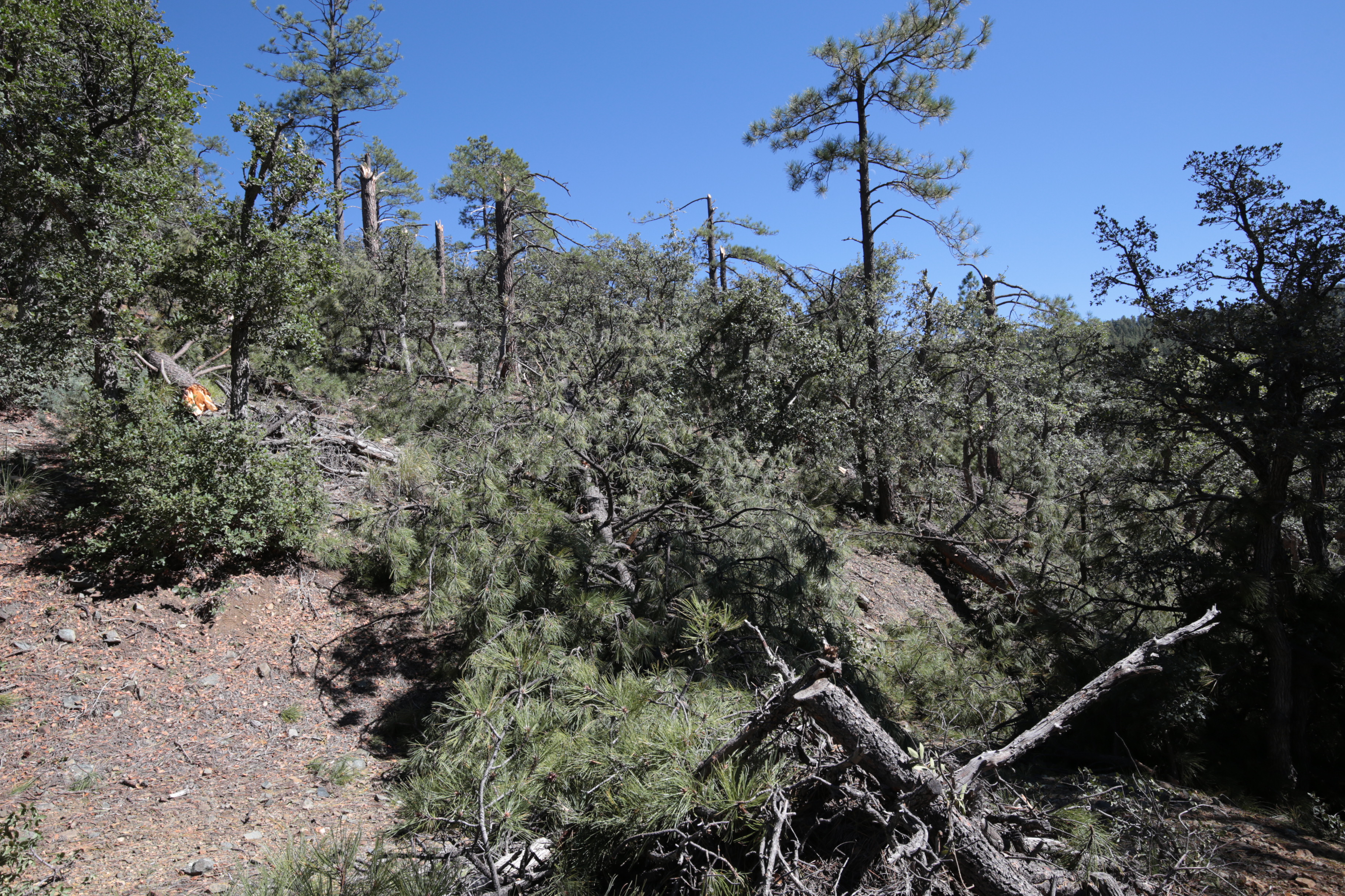 Stand of trees damaged on a hillside. Most of the trees were snapped off at their trunks.