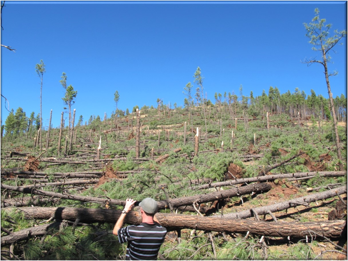 Several Trees Snapped In Half Near Bellemont