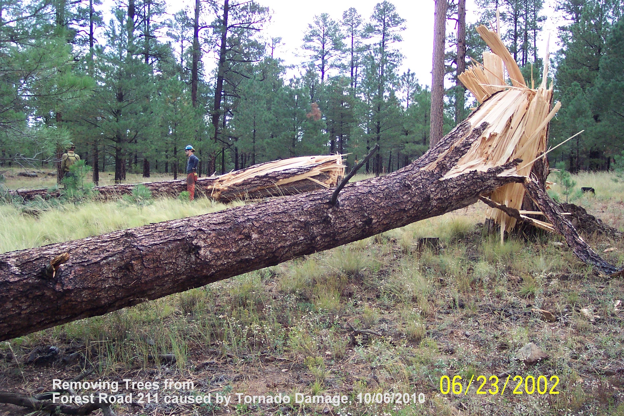 Trees Snapped From The Blue Ridge Tornado