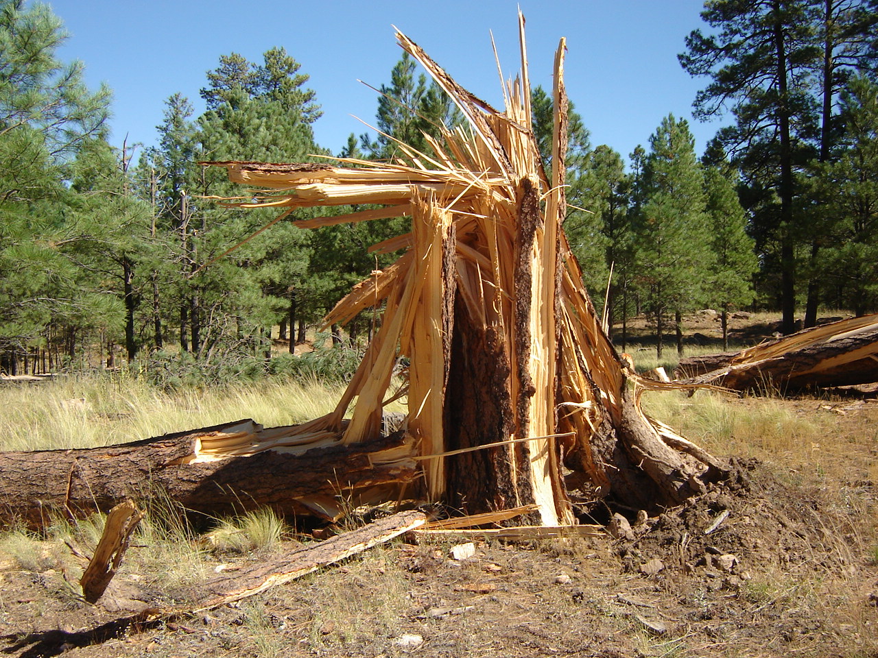 Trees Snapped From The Blue Ridge Tornado