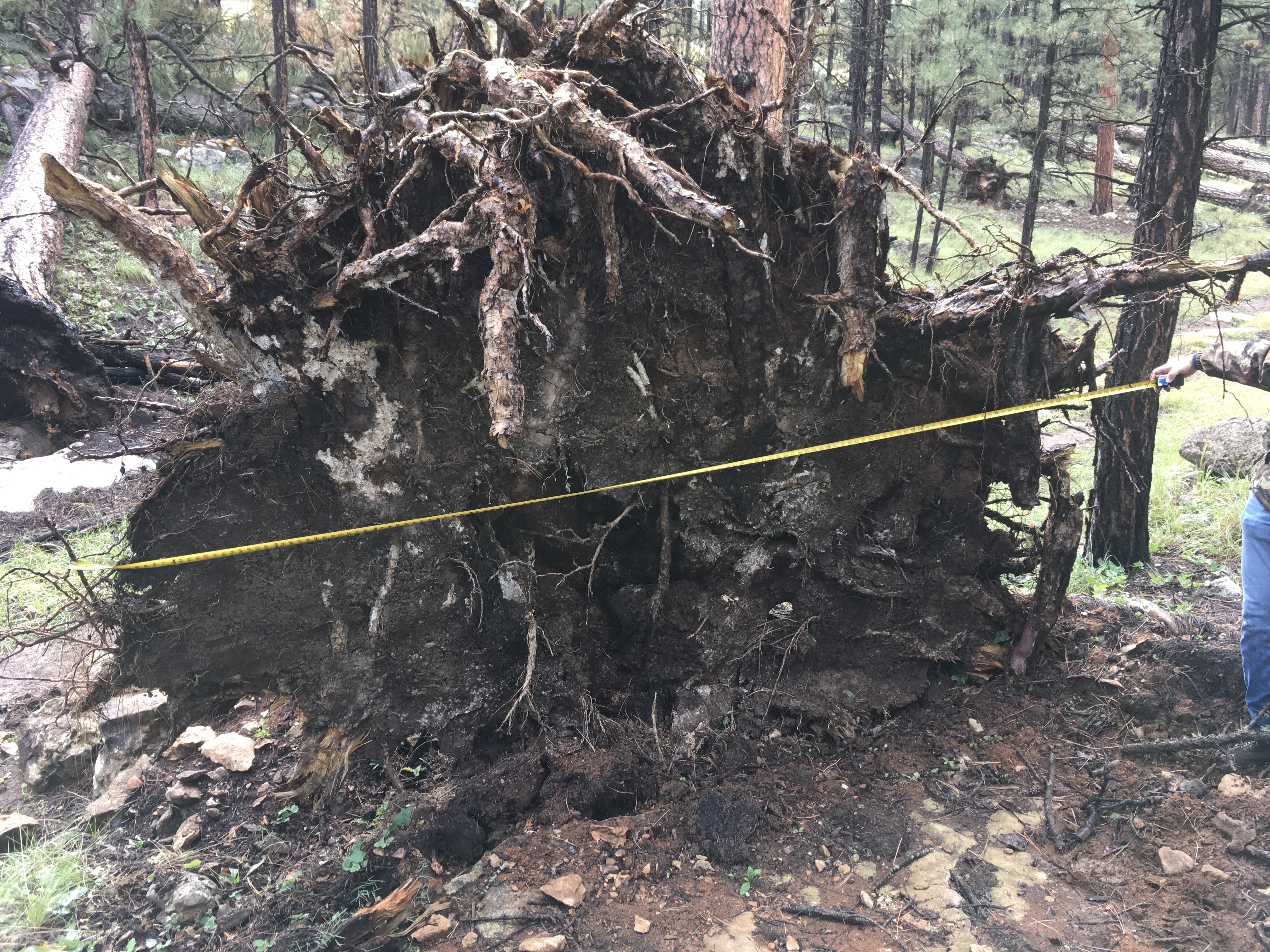 Pine tree uprooted near the start of the damage path