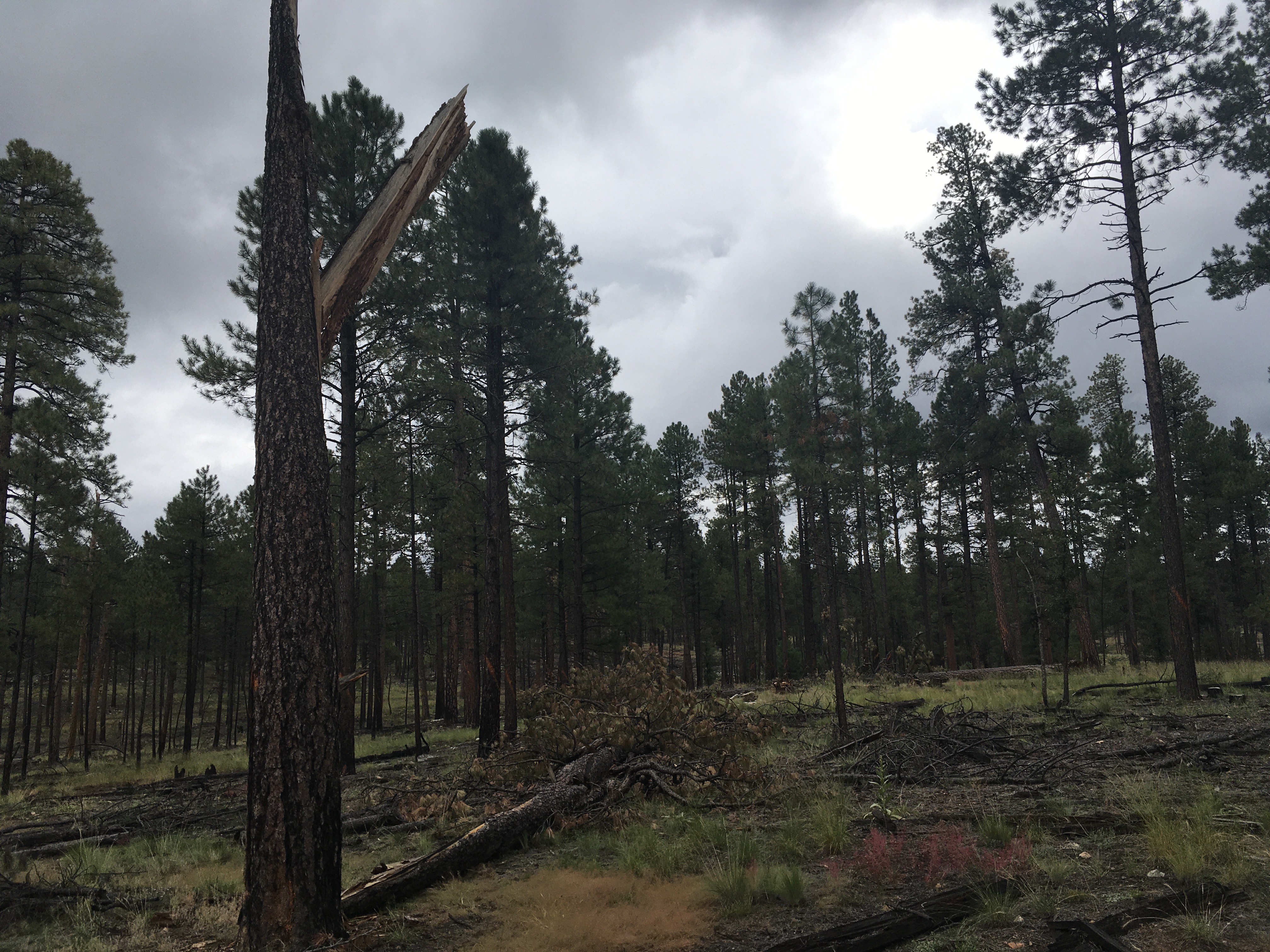 Pine tree snapped about halfway up the trunk