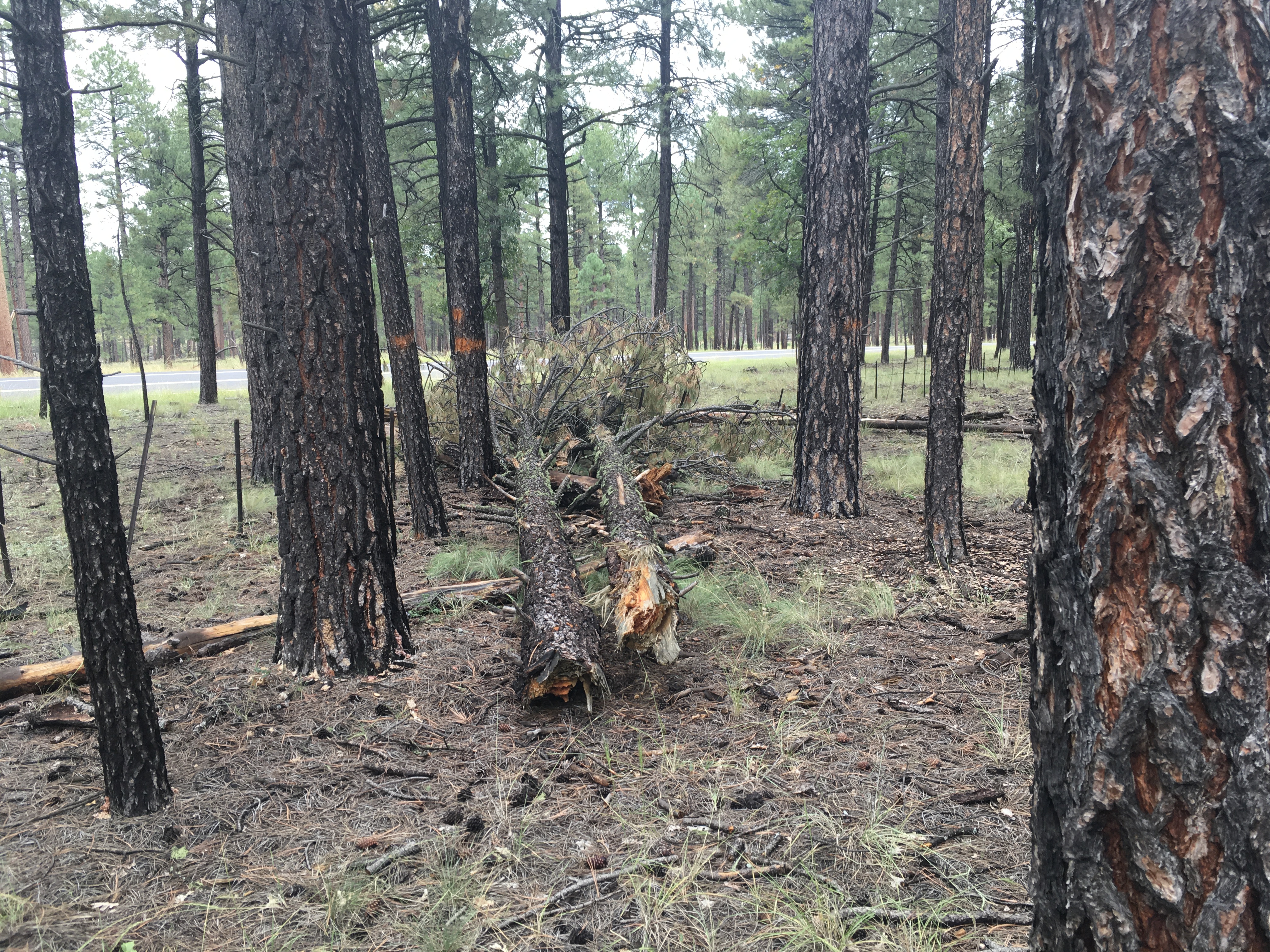 Pine trees snapped in half near the terminus of the damage path