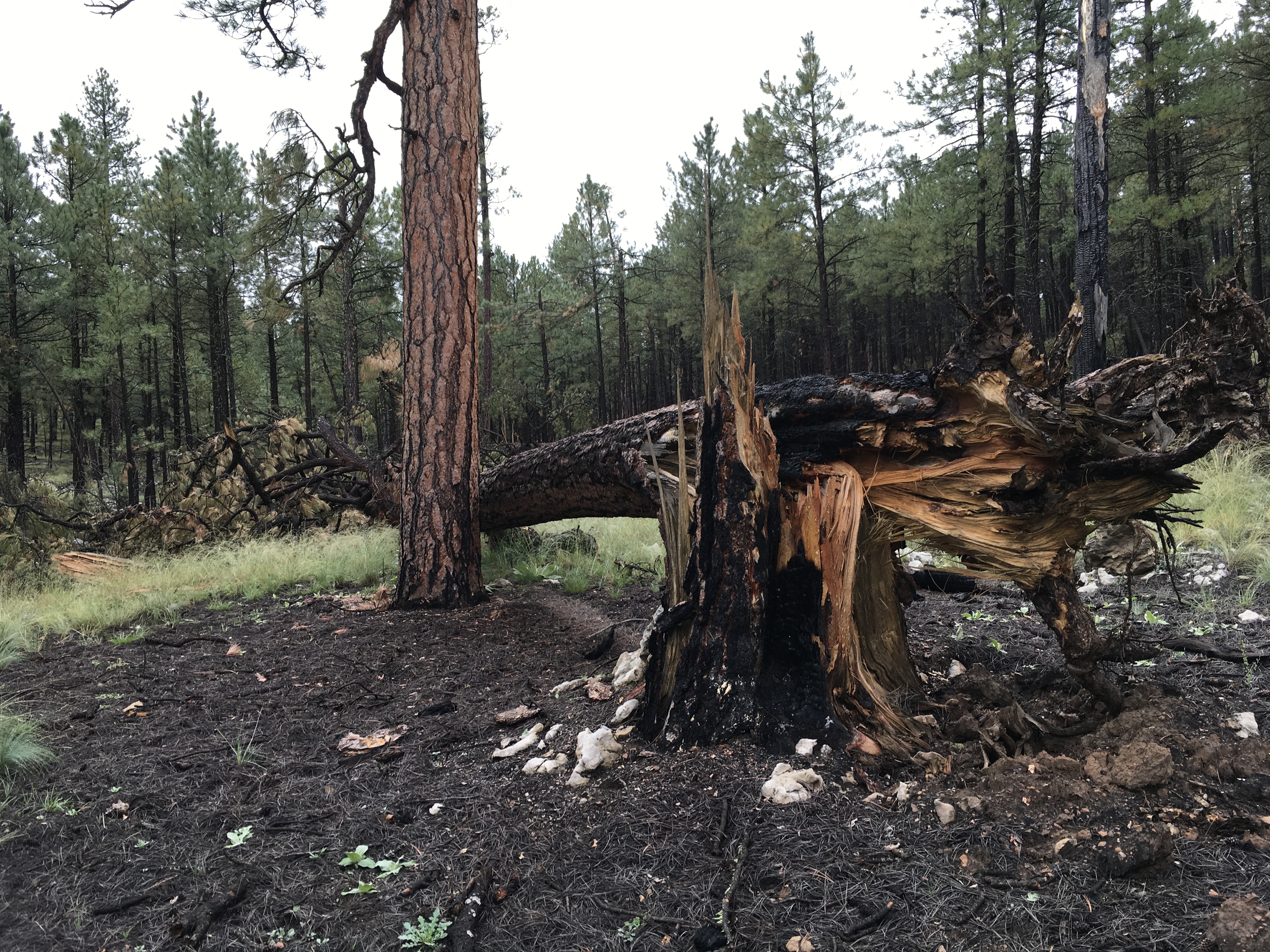 Previously burned pine tree snapped at the base of the trunk