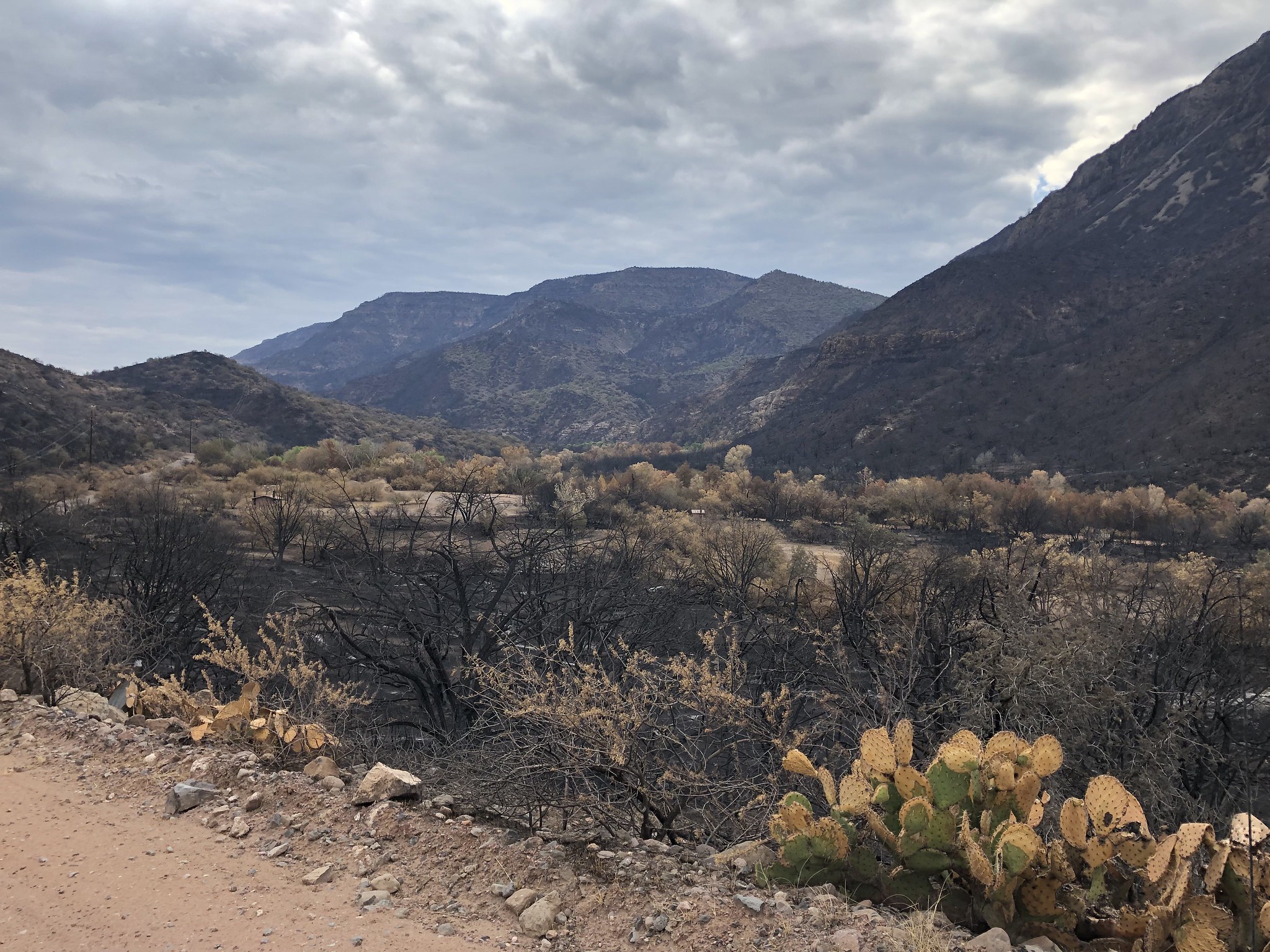 Very little regrowth in larger vegetation (trees and shrubs) had occurred in most areas of the Backbone Fire scar as of July 28, 2021