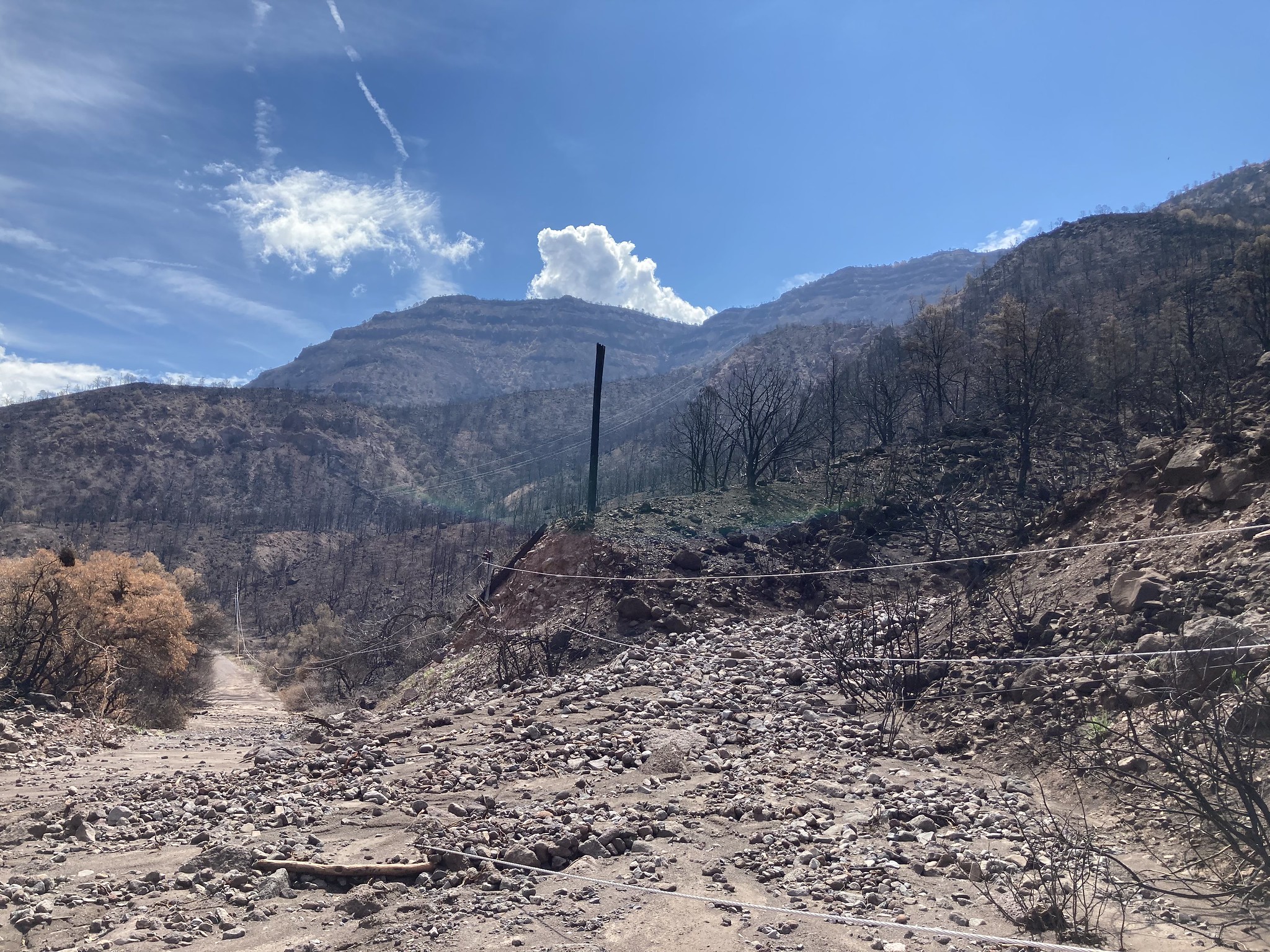 Some grasses had begun to regrow in the fire scar area at the end of July.