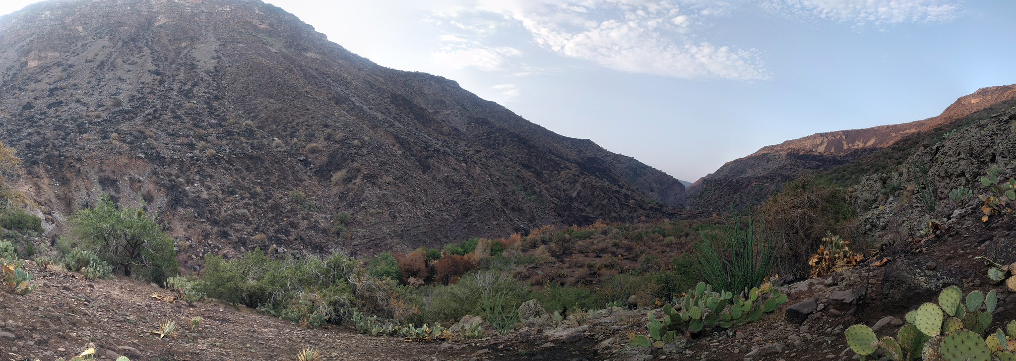 Limited grass regrowth in the Backbone Fire scar area at end of July 2021.