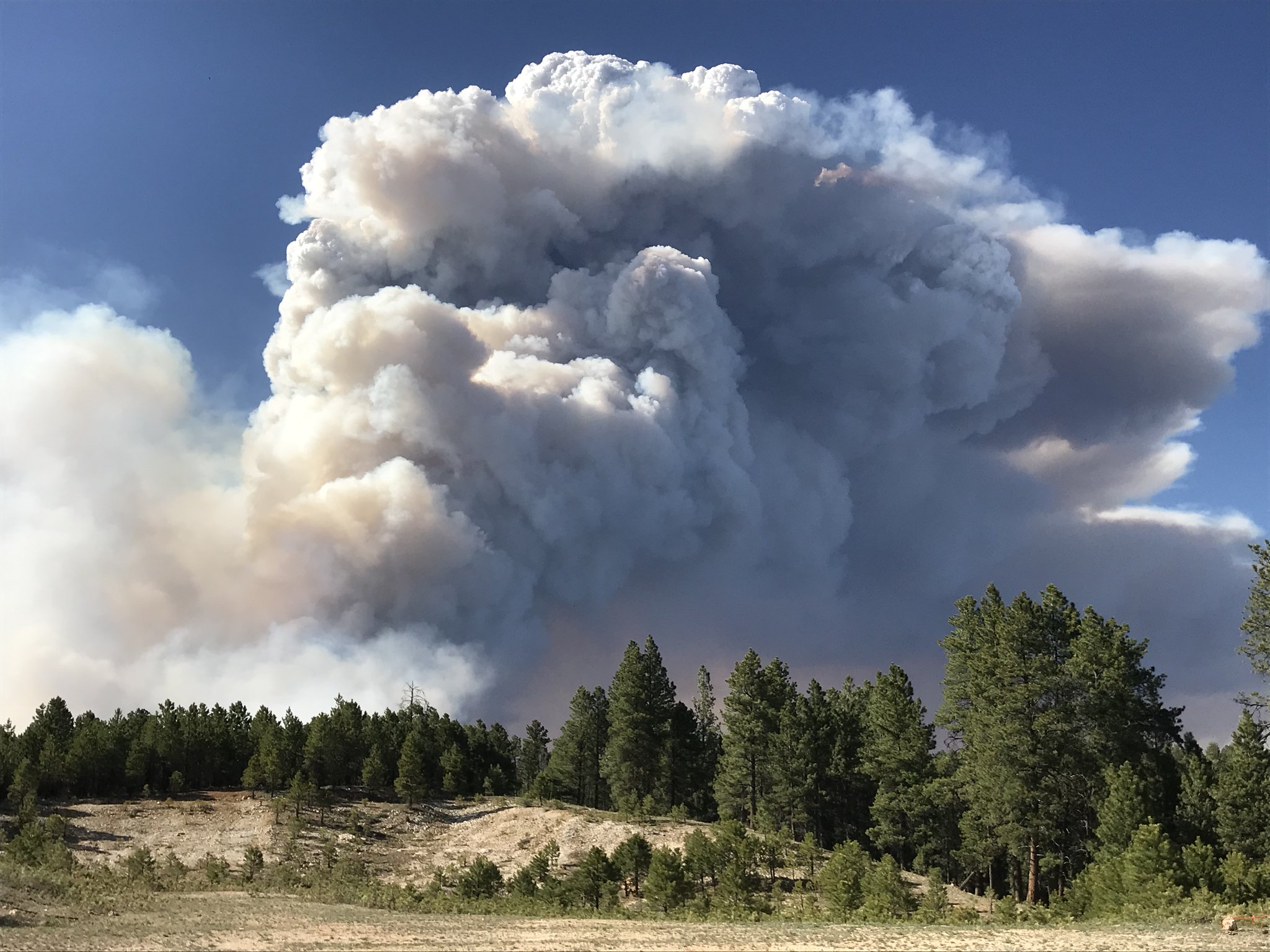 Extreme fire behavior on the Mangum Fire for June 12, 2020 produces large column of smoke. Photo Credit: Kaibab National Forest