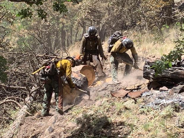 Crew of wildland fire fighters removing dead and down vegetation.