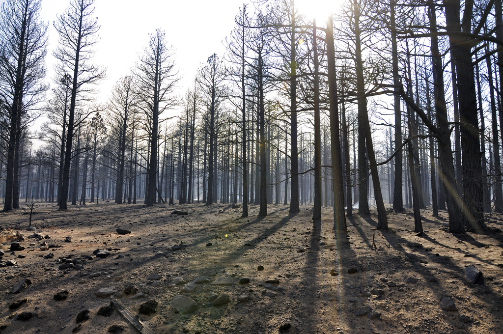 Effects of the fire on the mixed-conifer mountain ecosystems. Photo credit: USDA Forest Service, Coconino National Forest