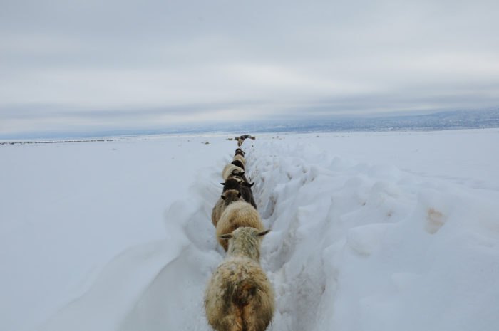 Livestock around northern Arizona had to endure brutal winter weather conditions. Photo Credit: Fireground/Flickr
