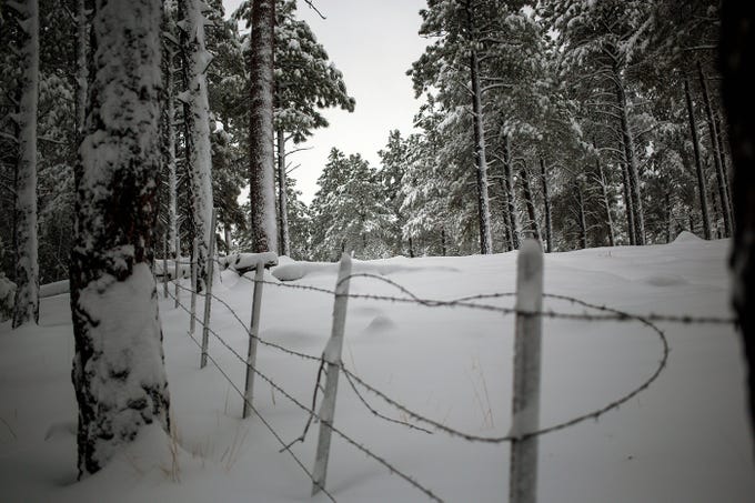 Gusty winds accompanied this storm leading to wind blown snow sticking on the trees around the higher elevations of northern Arizona. Photo Credit: The Republic