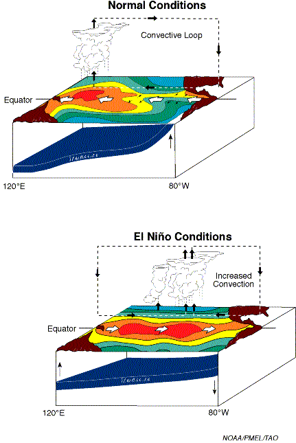 Image showing circulations in normal and El Nino years.