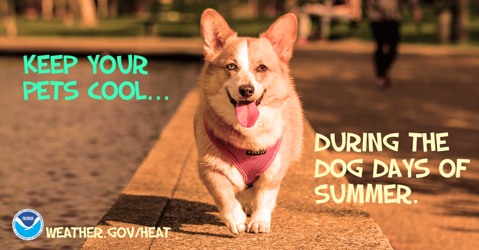 Pet Safety