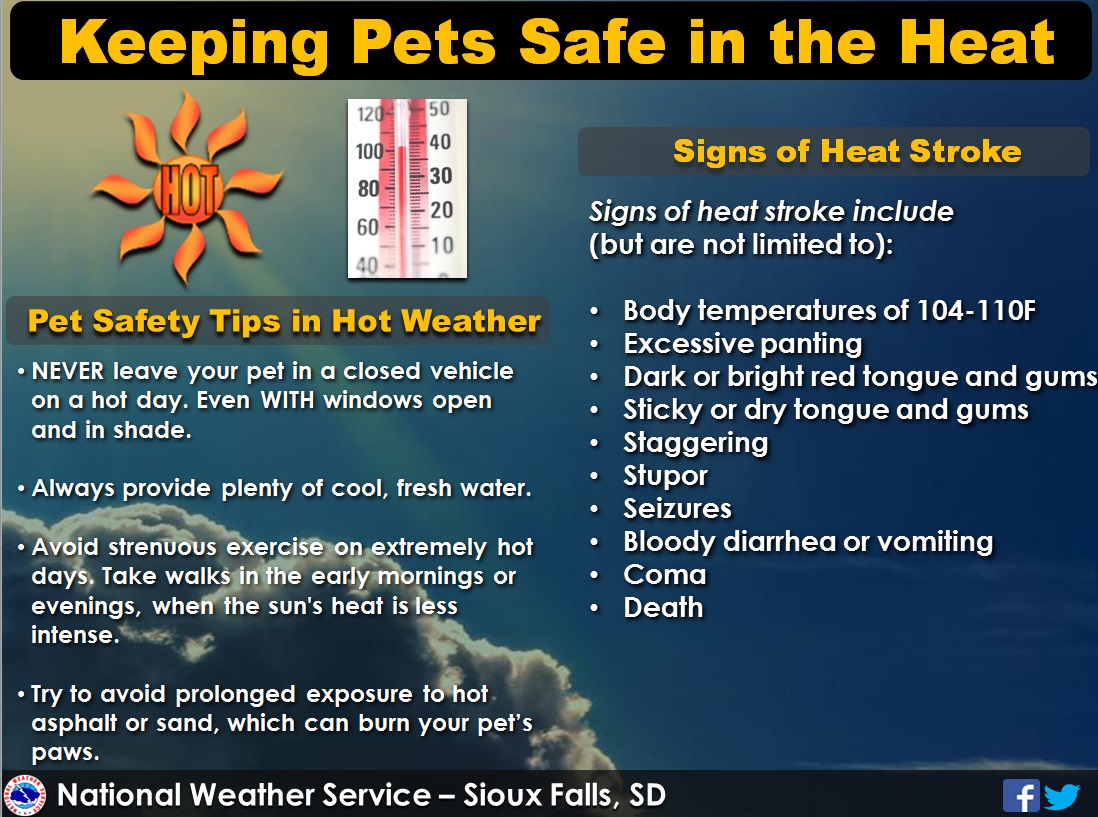 Keeping Pets Safe in the Heat