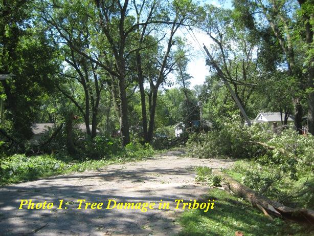 Tree Damage in Spirit Lake