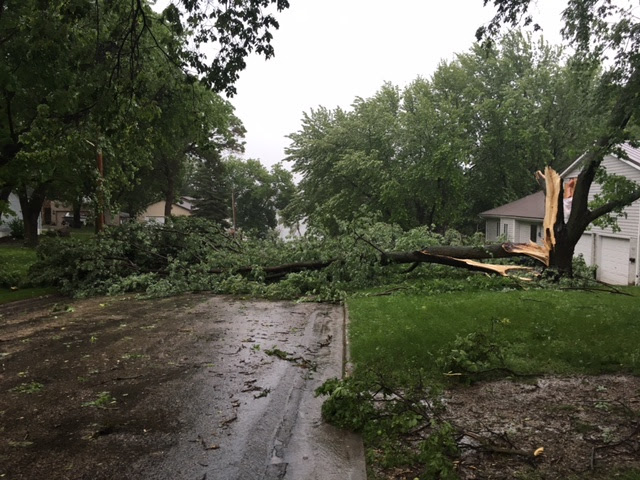 Tree damage in Dickinson County, Iowa