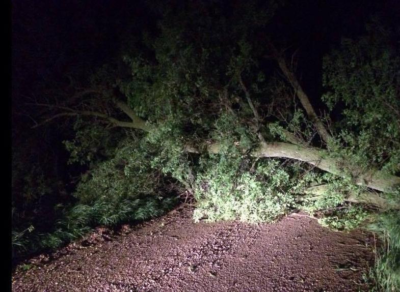 Moody County Tree Damage