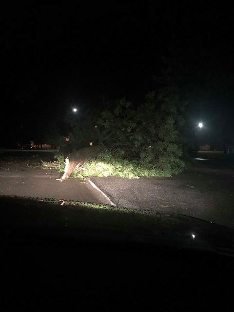 Tree damage in Sheldon, Iowa