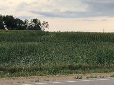 Flattened Corn near Reading, MN