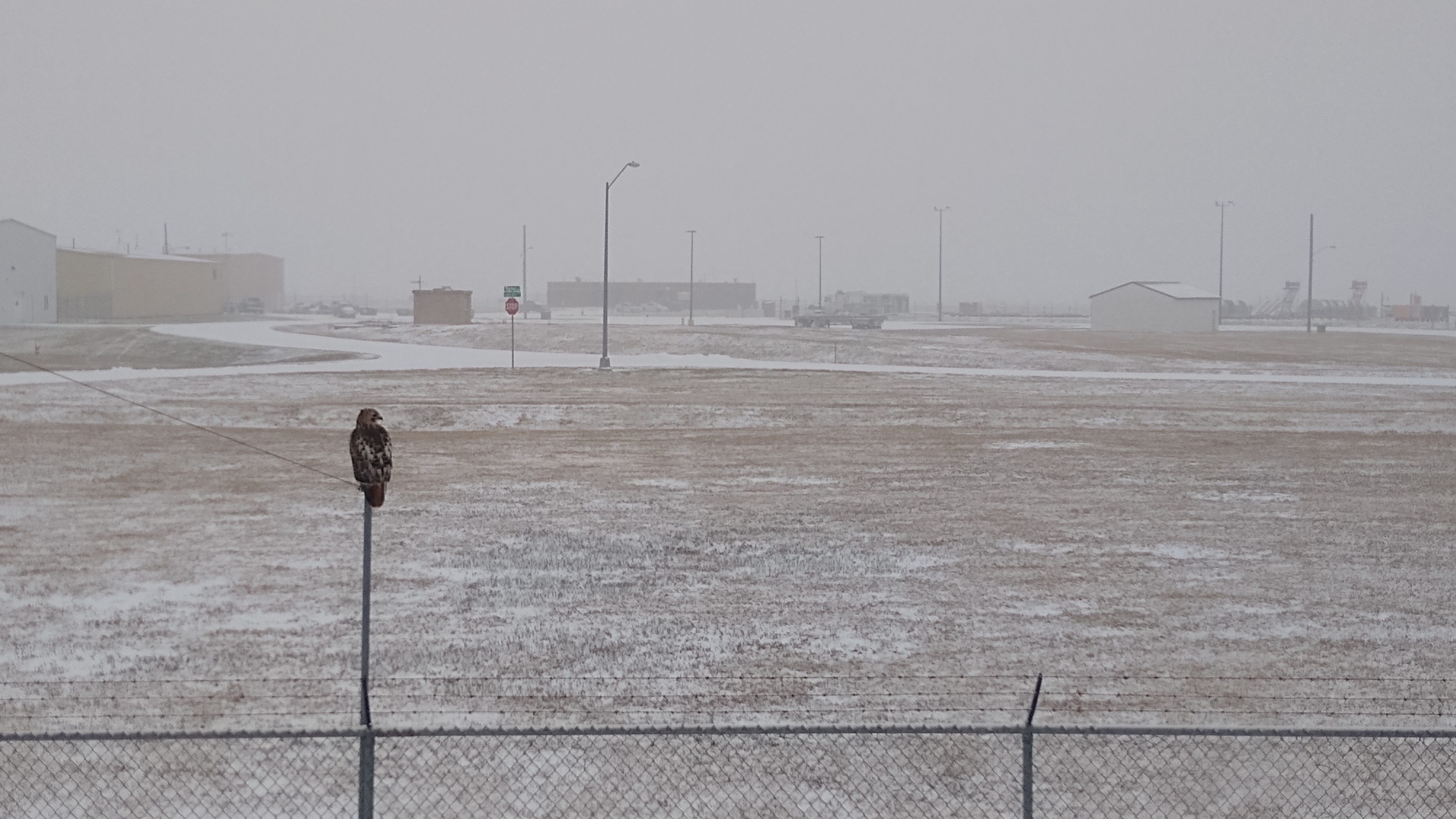 A hawk near our office in Sioux Falls is watching the storm intensify.