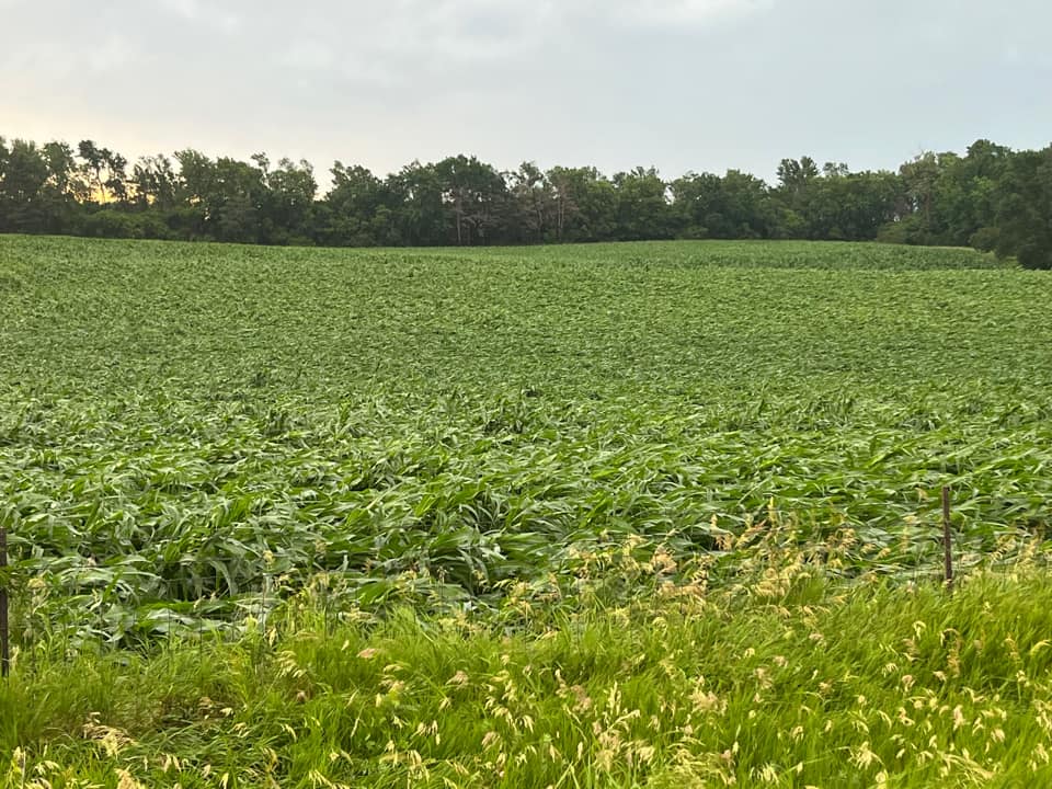 Field of blown over corn