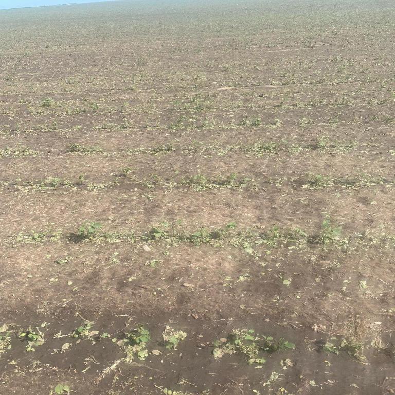 Bean crop damage from wind-driven hail.