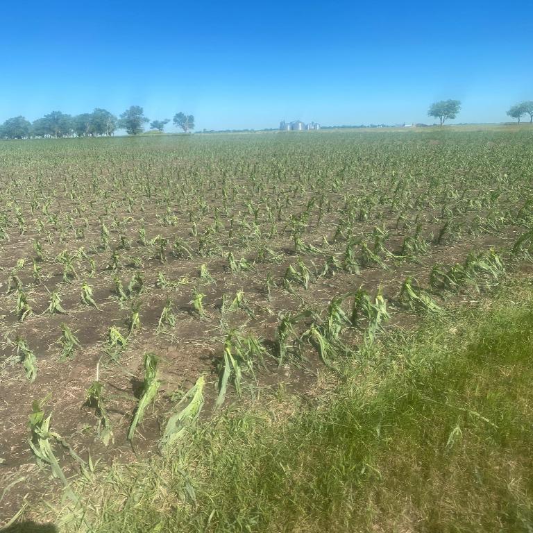 Corn crop damage from wind-driven hail.