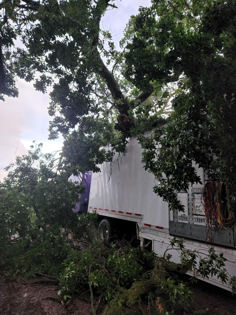 Tree damage west of Jasper, MN