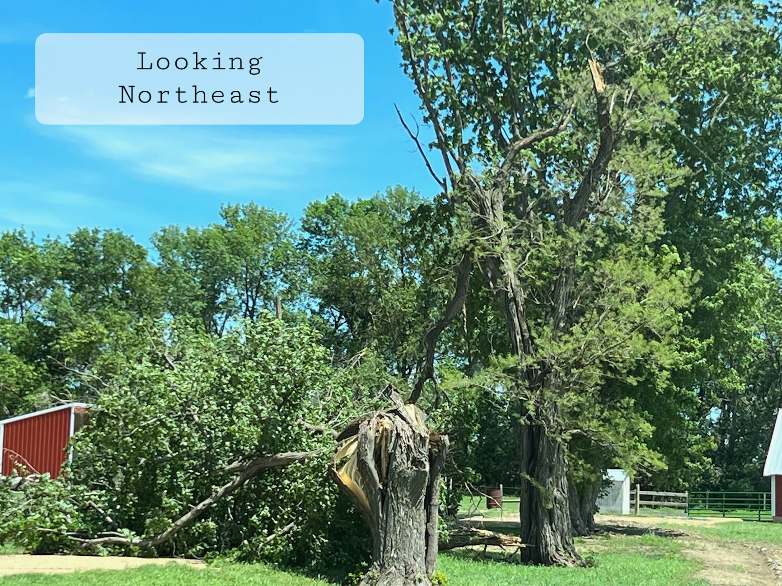 Tree damage in Woodstock, MN