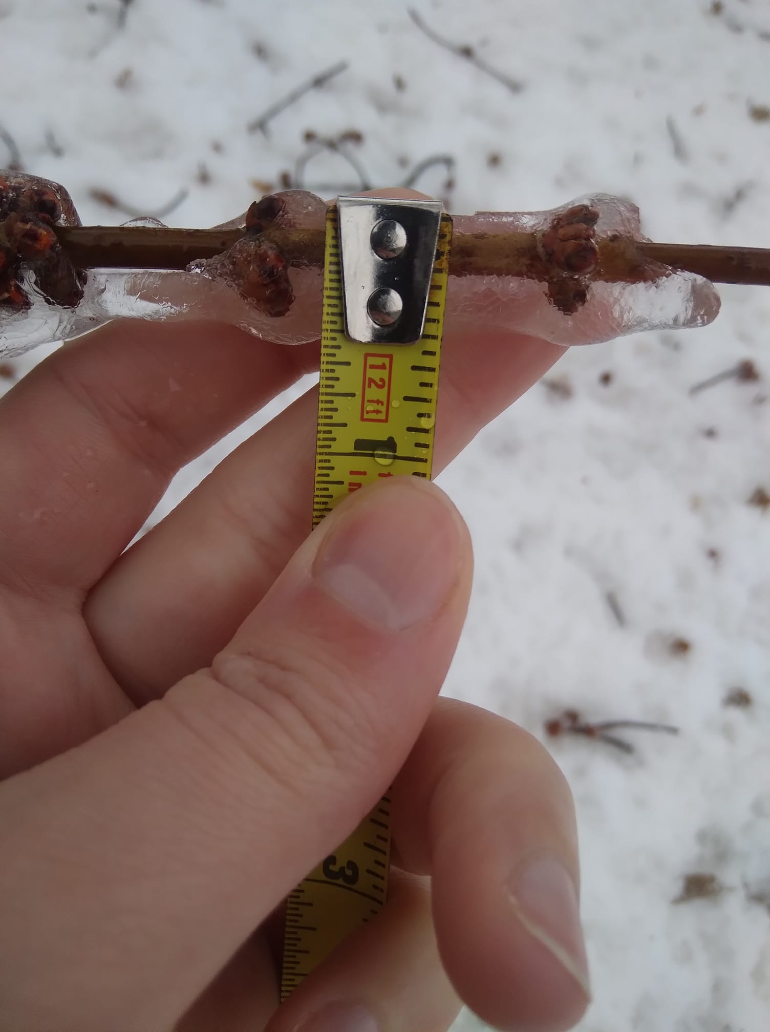 Metal tape measure illustrating approximately one half inch ice accretion around a small tree branch.