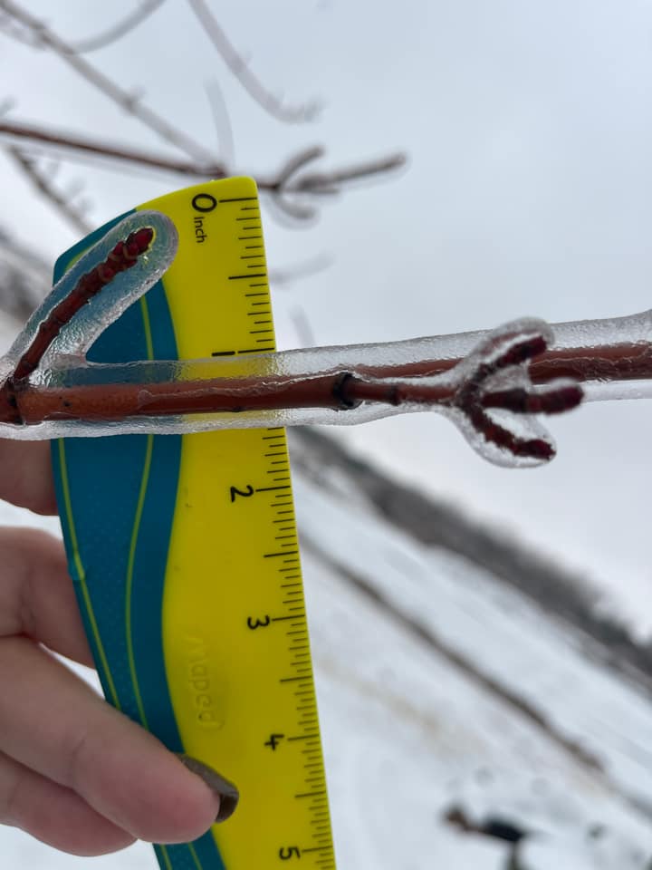 Yellow and green plastic ruler illustrating approximately one half inch ice accretion around a small tree branch.