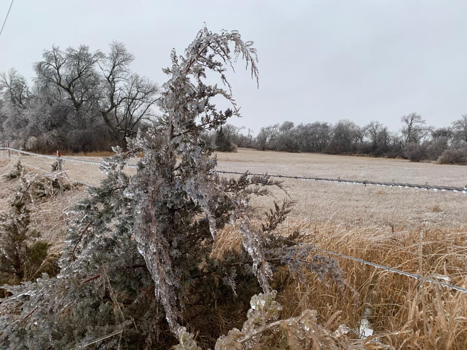 Ice coated evergreen tree.