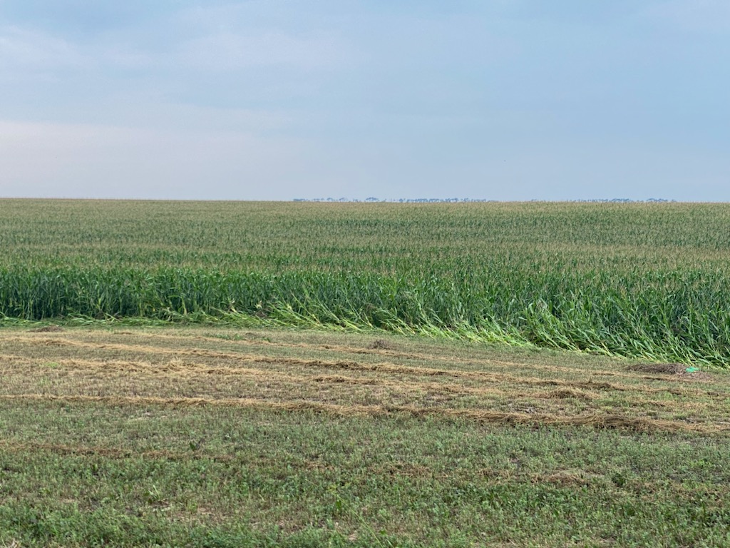 Corn in the first couple rows of a field was flattened due to high and flowing water. There is grass and some debris in the foreground of the photo.