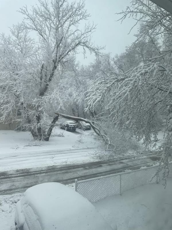 Photo of snapped tree trunk due to snow load and high winds in Sioux City, Iowa.